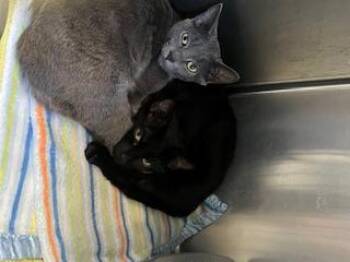 Rescue Domestic Short Hair Cats for Adoption in Berryville, Virginia - Coal (Female, Grey) & Ebony (Male, Black) | PetCurious