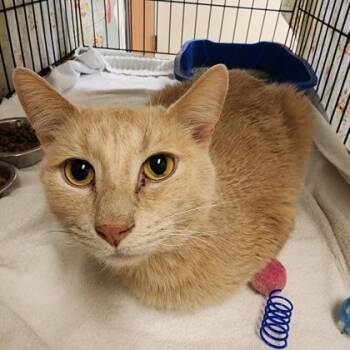 Domestic Short Hair Cats Available for Adoption - Milo | PetCurious