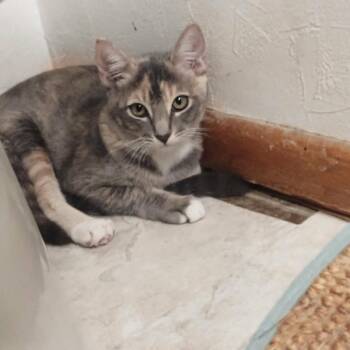 Raisin Bran Cereal -  Domestic Short Hair Cat for Adoption in Chandler, Arizona - Raisin Bran Cereal | PetCurious