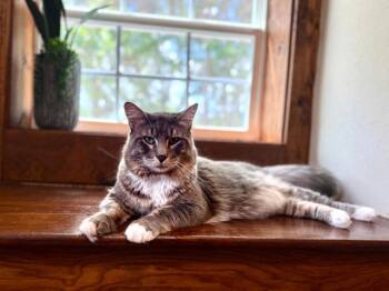 Norwegian Forest Cat and Domestic Long Hair Cats Available for Adoption - Jareth Couch King In Labyrinth | PetCurious