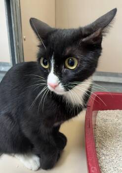 61388433 -  Domestic Short Hair Cat for Adoption in Elko, Nevada - 61388433 | PetCurious