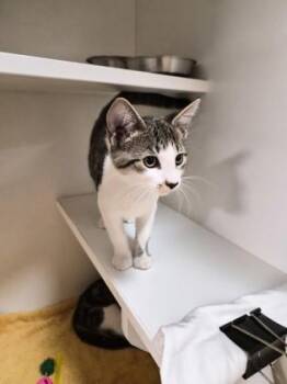 Starburst -  Domestic Short Hair Cat for Adoption in Savannah, Georgia - Starburst | PetCurious