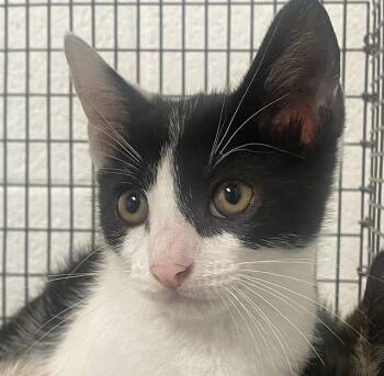 MOOSE -  Domestic Short Hair Cat Available for Adoption in Fort Lauderdale, Florida - MOOSE | PetCurious
