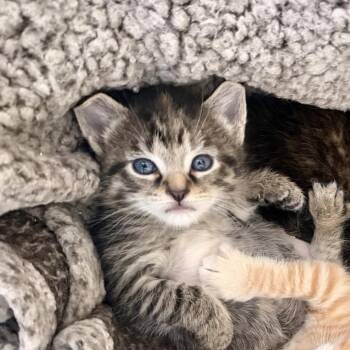 Whiplash -  Domestic Short Hair Cat for Adoption in Newark, New Jersey - Whiplash | PetCurious