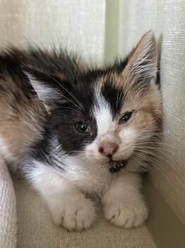 Princess Peach -  Domestic Short Hair Cat for Adoption in Vallejo, California - Princess Peach | PetCurious