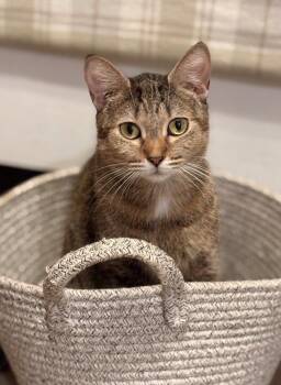 Valerie - foster home -  American Shorthair Cat for Adoption in Oakland Park, Florida - Valerie - Foster Home | PetCurious