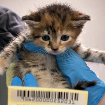 Chloe -  Domestic Short Hair Cat for Adoption in Charleston, West Virginia - Chloe | PetCurious