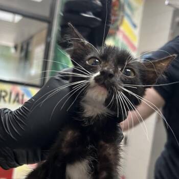 Nemo -  Domestic Short Hair Cat for Adoption in Lufkin, Texas - Nemo | PetCurious