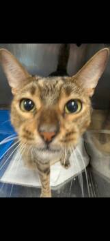 Canelo - FL -  Bengal Cat for Adoption in Goose Creek, Kentucky - Canelo - FL | PetCurious