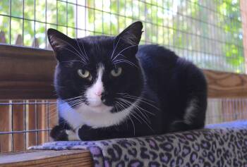 Flash -  Domestic Short Hair Cat for Adoption in Westbrook, Connecticut - Flash | PetCurious