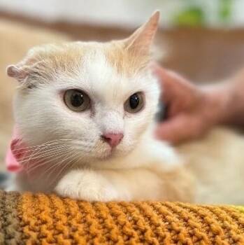 Bellissima -  Tabby and Domestic Medium Hair Cat for Adoption in Friendswood, Texas - Bellissima | PetCurious
