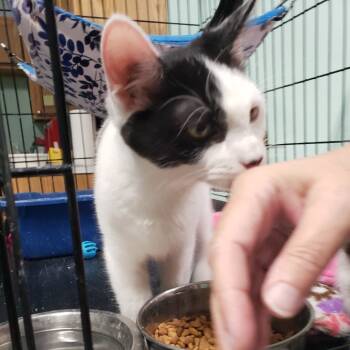 Rescue Domestic Medium Hair Cats for Adoption in Mondovi, Wisconsin - Bay Fitzgerald | PetCurious