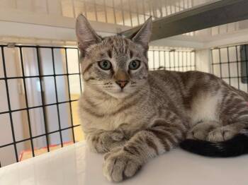 Grace -  Domestic Medium Hair Cat for Adoption in Green River, Wyoming - Grace | PetCurious