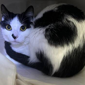 Domestic Short Hair Cats Available for Adoption in Manhattan, Kansas - Oreo | PetCurious