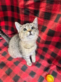 Bounce -  Domestic Short Hair Cat for Adoption in Shelbyville, Tennessee - Bounce | PetCurious