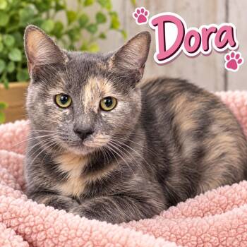 Dora -  Domestic Short Hair Cat for Adoption in Dalton, Georgia - Dora | PetCurious