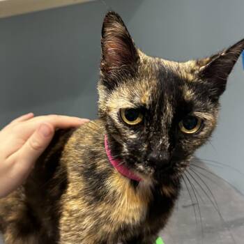 Domestic Short Hair Cats Available for Adoption in Chattanooga, Tennessee - Farrah | PetCurious