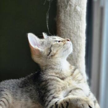 Rue F -  Domestic Short Hair Cat for Adoption in Hedgesville, West Virginia - Rue F | PetCurious