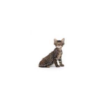 Sprinkle -  Domestic Medium Hair Cat for Adoption in Los Angeles, California - Sprinkle | PetCurious