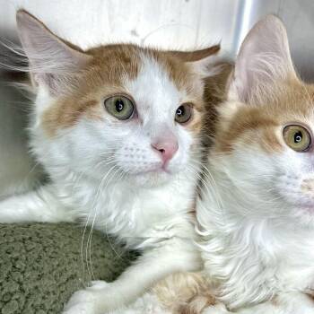 Mickey -  Domestic Medium Hair Cat for Adoption in Matteson, Illinois - Mickey | PetCurious