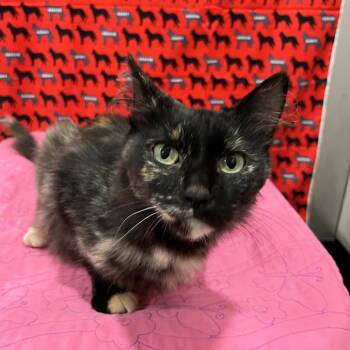 Jinx -  Domestic Medium Hair Cat for Adoption in Washburn, Missouri - Jinx | PetCurious