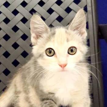 Rainey -  Domestic Short Hair Cat for Adoption in Midland, Texas - Rainey | PetCurious