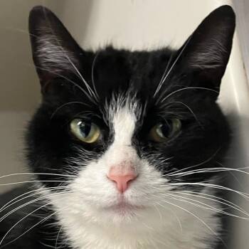 Rescue Domestic Short Hair Cats for Adoption in Robinson, Illinois - Buttons | PetCurious