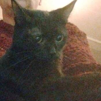 Rescue American Shorthair Cats for Adoption in Mount Vernon, Arkansas - Mimae | PetCurious