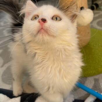 Clancy Boutsis -  Domestic Medium Hair Cat for Adoption in Eagle Mountain, Utah - Clancy Boutsis | PetCurious