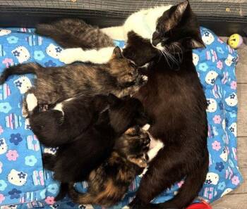 Kitten Flynn -  Domestic Short Hair and Tortoiseshell Cat for Adoption in Seal Beach, California - Kitten Flynn | PetCurious