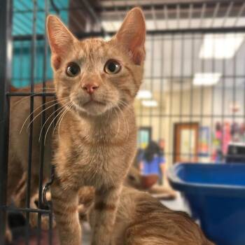 Give Me The Formuoli -  Domestic Short Hair Cat for Adoption in Davenport, Iowa - Give Me The Formuoli | PetCurious