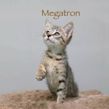 Megatron -  Domestic Short Hair Cat for Adoption in Parma, Ohio - Megatron | PetCurious