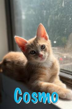 Cosmo -  Domestic Short Hair Cat for Adoption in New York, New York - Cosmo | PetCurious