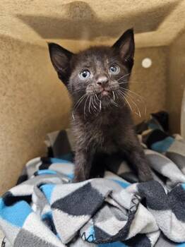 ONYX -  Domestic Short Hair Cat for Adoption in Riverside, California - ONYX | PetCurious