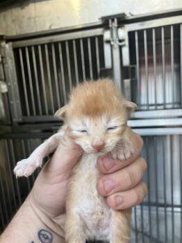 KITTEN 5 -  Domestic Medium Hair Cat for Adoption in Dallas, Texas - KITTEN 5 | PetCurious