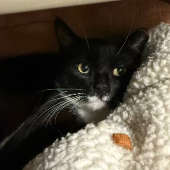 Rescue Domestic Short Hair Cats for Adoption in Hopkinton, Massachusetts - Lindt Chocolate | PetCurious
