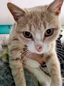Domestic Short Hair Cats Available for Adoption in Syosset, New York - Lemon Drop | PetCurious