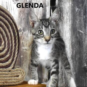 Glenda -  Domestic Short Hair Cat for Adoption in Yuma, Arizona - Glenda | PetCurious