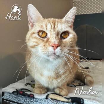Domestic Short Hair Cats Available for Adoption - Nala | PetCurious