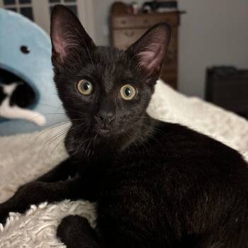 Jazz Crow -  Domestic Short Hair Cat for Adoption in Richmond, Virginia - Jazz Crow | PetCurious