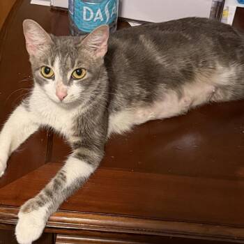 Sprite -  Domestic Short Hair Cat for Adoption in Springfield, Illinois - Sprite | PetCurious