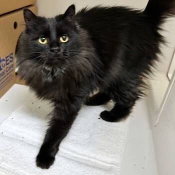 Rescue Domestic Medium Hair Cats for Adoption - Licorice | PetCurious