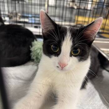 Rescue Domestic Short Hair Cats for Adoption in Akron, New York - Muffin ARC2025-283 | PetCurious