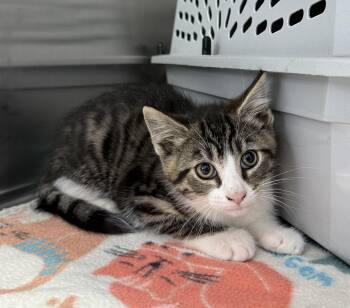 Serrano -  Domestic Short Hair Cat for Adoption in Mount Vernon, Ohio - Serrano | PetCurious