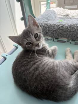 Ringo -  Domestic Short Hair Cat for Adoption in Bethel Park, Pennsylvania - Ringo | PetCurious