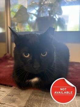 Ally Cat -  Domestic Short Hair Cat for Adoption in Lowell, Massachusetts - Ally Cat | PetCurious
