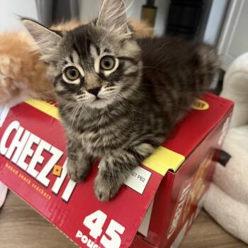 Eeny -  Domestic Medium Hair Cat for Adoption in Davis, California - Eeny | PetCurious