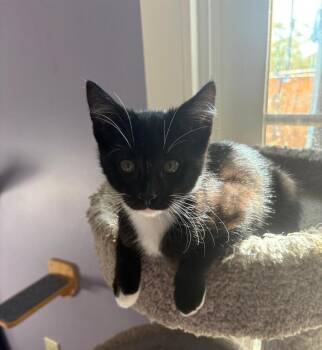 Tom -  Domestic Short Hair Cat for Adoption in Oceanside, California - Tom | PetCurious
