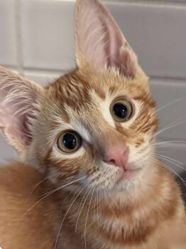Radar -  Domestic Short Hair Cat for Adoption in Larkfield-wikiup, California - Radar | PetCurious