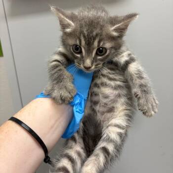 Sloppy Joe -  Domestic Short Hair Cat for Adoption in Columbiana, Alabama - Sloppy Joe | PetCurious
